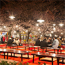 夜櫻：圓山公園、八坂神社