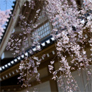 京都醍醐寺：觸手可及的垂櫻