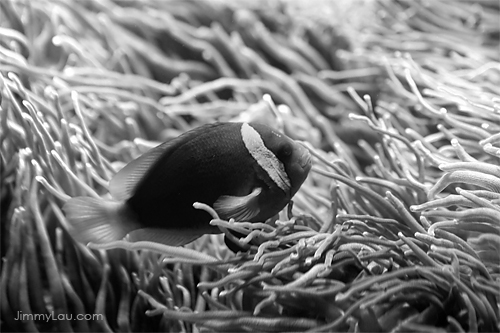 魚兒和海葵的黑白照片