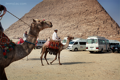 駱駝和金字塔