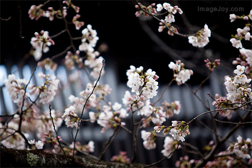 嵐山公園櫻花
