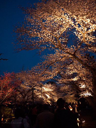 京都二条城夜櫻