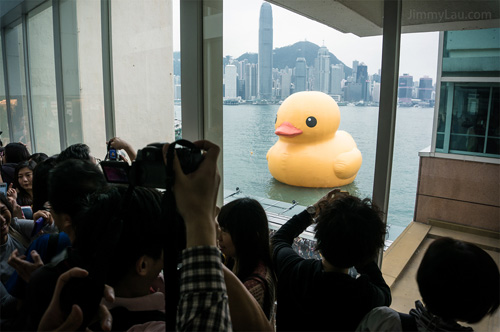 香港黃色橡皮鴨 Rubber Duck