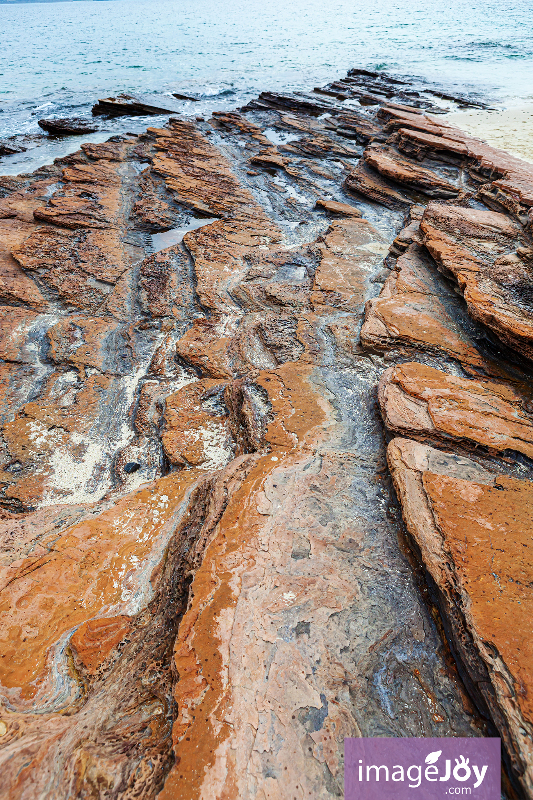 洲尾角的珊瑚化石