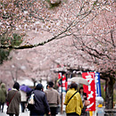 嵐山公園：初見櫻花隧道