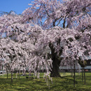 京都醍醐寺：枝垂櫻和古服