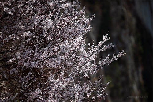 西岳華山