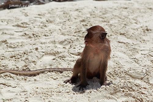 猴子島 (Monkey Island)