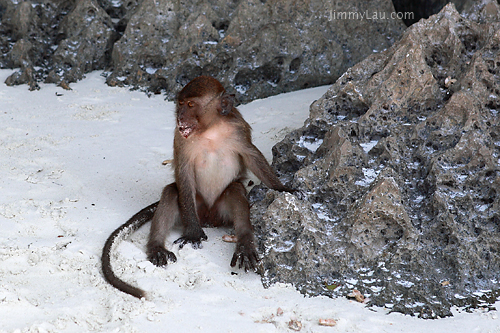 猴子島 (Monkey Island)