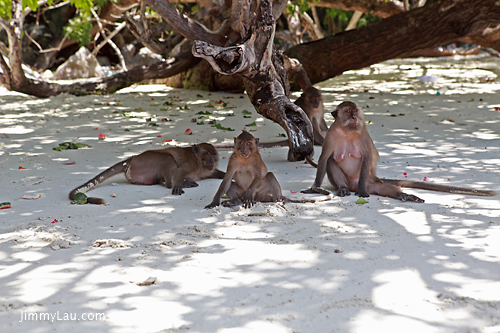 猴子島 (Monkey Island)