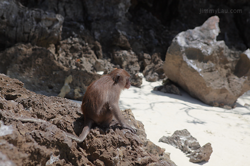 猴子島 (Monkey Island)