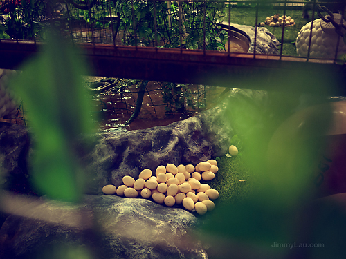 時代廣場瘋癲動物園