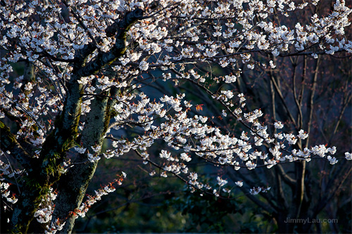 京都櫻花