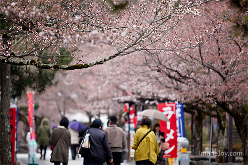 櫻花隧道