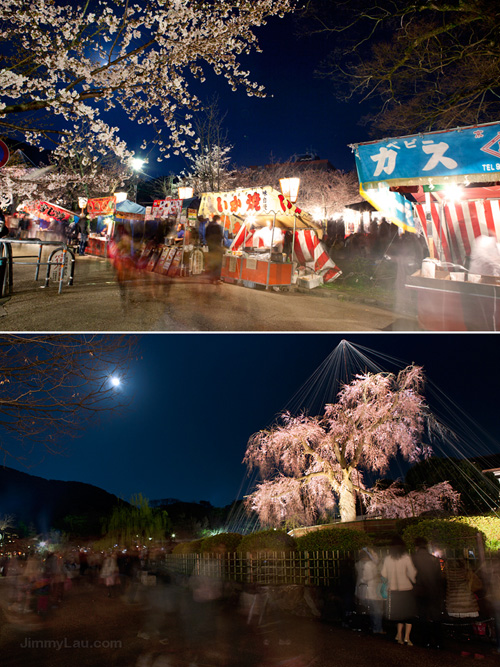 京都圓山公園夜櫻