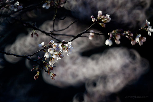 蹴上鐵道櫻花