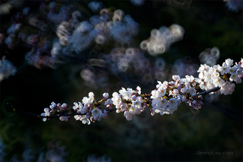 蹴上鐵道櫻花