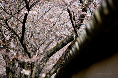 醍醐寺