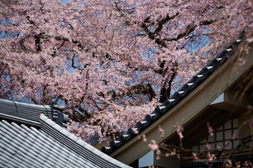 醍醐寺