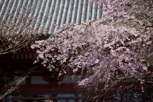 醍醐寺櫻花