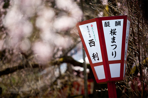 醍醐寺枝垂櫻