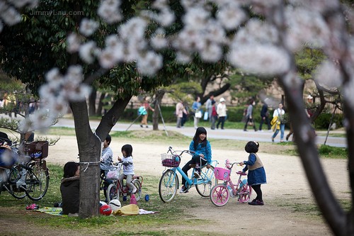 大阪城公園櫻花