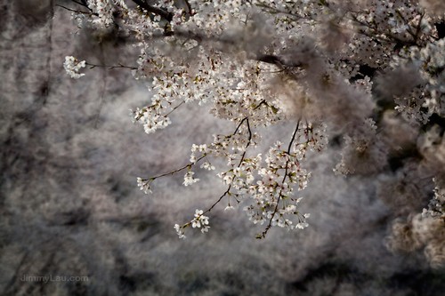 大阪城公園櫻花