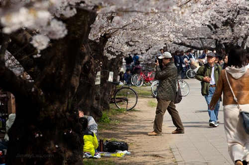 大阪城公園櫻花