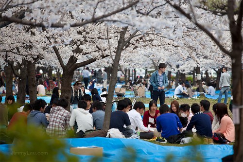 大阪城公園櫻花