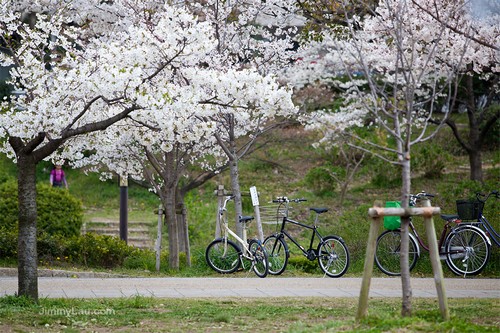 大阪城公園櫻花