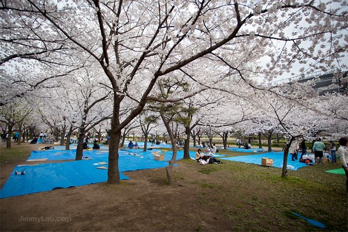 大阪城公園櫻花