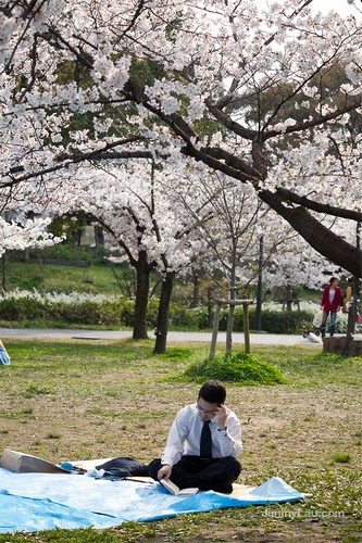 大阪城公園櫻花