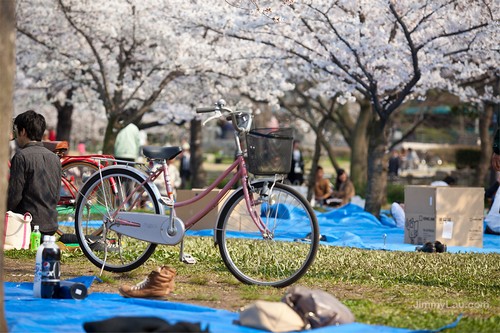 大阪城公園櫻花