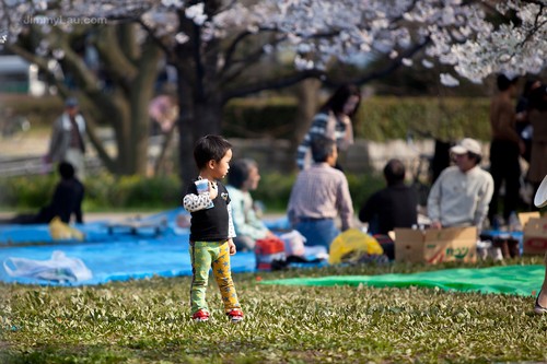 大阪城公園櫻花