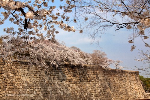 大阪城公園櫻花