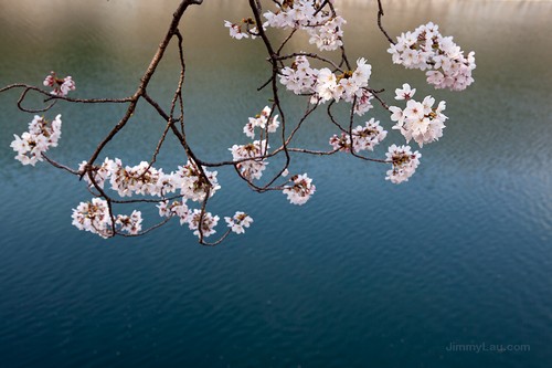 大阪城公園櫻花