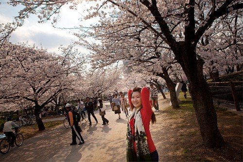 大阪城公園櫻花