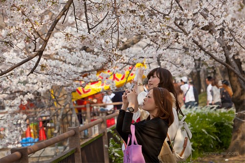 大阪城公園櫻花