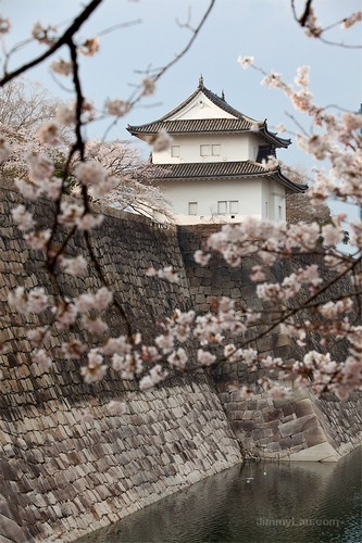 大阪城公園櫻花