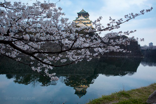 大阪城公園櫻花