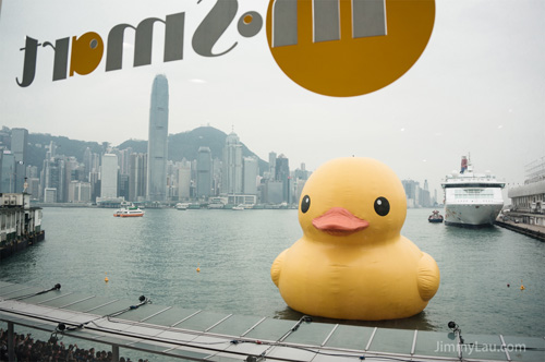 香港黃色橡皮鴨 Rubber Duck