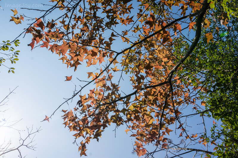 烏蛟騰紅葉