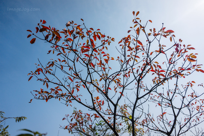 烏蛟騰紅葉