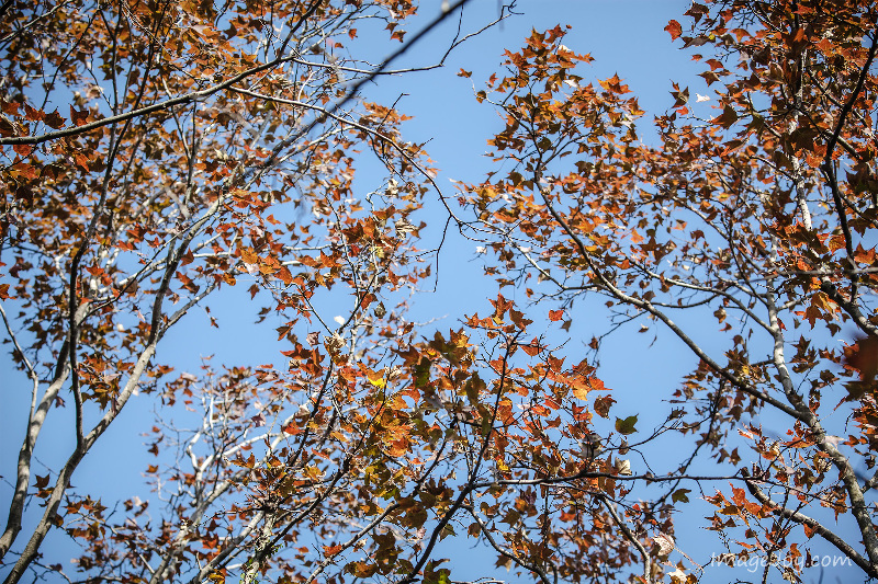 烏蛟騰紅葉