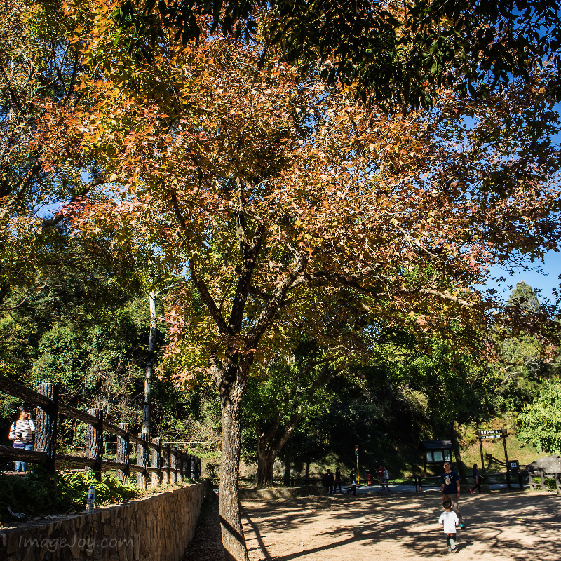 拍攝紅葉正側光