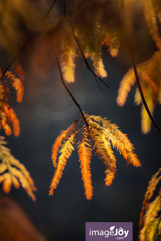 青衣公園紅葉