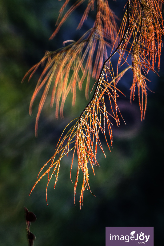 青衣公園紅葉