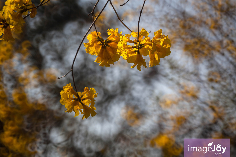 南昌公園黃花風鈴木