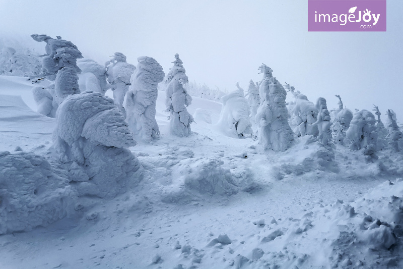 龐大的雪怪